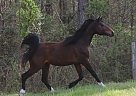 Arabian - Horse for Sale in Lanexa, VA 23089
