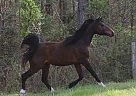Arabian - Horse for Sale in Lanexa, VA 23089 Arabian - Horse for Sale in Lanexa, VA 23089