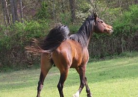 Arabian (Arabian, Stallion) in Lanexa, VA