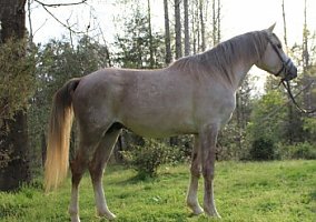 Arabian (Arabian, Stallion) in Lanexa, VA