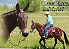 Mule - Horse for Sale in Tompkinsville, KY 42167 Mule - Horse for Sale in Tompkinsville, KY 42167