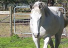 Thoroughbred - Horse for Sale in Palm Bay, FL 32905 Thoroughbred - Horse for Sale in Palm Bay, FL 32905