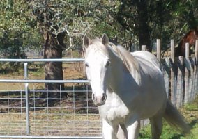 Thoroughbred (Thoroughbred, Gelding) in Palm Bay, FL