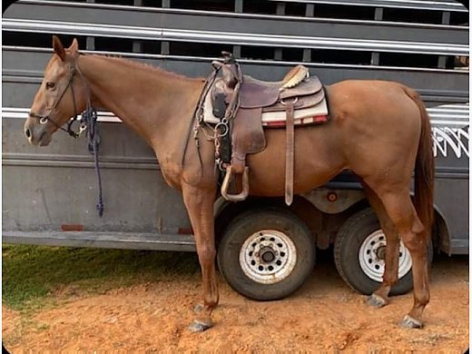Big Stout Gelding