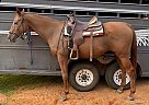 Thoroughbred - Horse for Sale in Trinity, TX 75862 Thoroughbred - Horse for Sale in Trinity, TX 75862