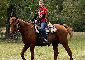 Thoroughbred (Thoroughbred, Gelding) in Trinity, TX