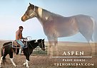 Paint - Horse for Sale in Castle Rock, CO 80104 Paint - Horse for Sale in Castle Rock, CO 80104