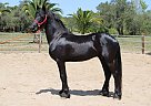 Friesian - Horse for Sale in SAN LUIS OBISPO, CA 93420