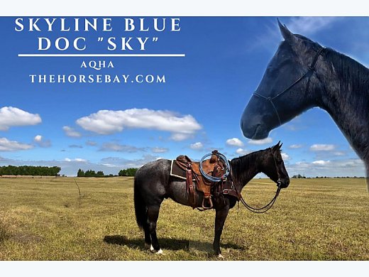 Blue Roan AQHA Gelding