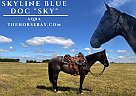 Quarter Horse - Horse for Sale in Hodgenville, KY 42748 Quarter Horse - Horse for Sale in Hodgenville, KY 42748