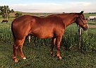 Quarter Horse - Horse for Sale in Sebeka, MN 56477 Quarter Horse - Horse for Sale in Sebeka, MN 56477
