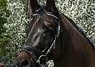 - Gelding in Sanbornton, NH - Gelding in Sanbornton, NH