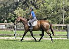 Thoroughbred - Horse for Sale in Ocala, FL 34482 Thoroughbred - Horse for Sale in Ocala, FL 34482