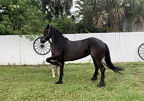 Friesian (Friesian, Mare) in Naples, FL