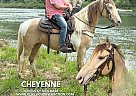 Kentucky Mountain - Horse for Sale in WHITLEY CITY, KY 42653
