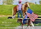 Pony - Horse for Sale in Crab Orchard, KY 40419