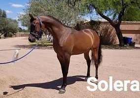Gelding Solero