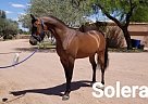 Gelding Solero