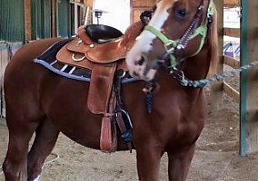 Great Trail Horse Docs Jameen Tivio