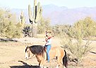 Gypsy Vanner - Horse for Sale in Colorado Springs, CO 80901 Gypsy Vanner - Horse for Sale in Colorado Springs, CO 80901