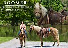 Haflinger - Horse for Sale in Tompkinsville, KY 42167