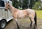 Quarter Horse - Horse for Sale in Oregon City, OR 97045 Quarter Horse - Horse for Sale in Oregon City, OR 97045