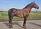 Andalusian - Horse for Sale in , CA 93637