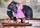 Pony - Horse for Sale in Macomb, OK 74852