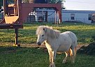 Pony pony - Stallion in Lincoln, AR Pony pony - Stallion in Lincoln, AR