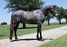 Missouri Fox Trotter - Horse for Sale in WICHITA FALLS, TX 76305