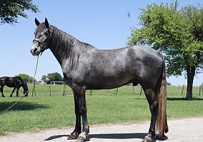 Missouri Fox Trotter (Missouri Fox Trotter, Gelding) in Wichita Falls, TX