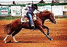 Quarter Horse - Horse for Sale in Waco, TX 76706