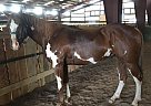 Peppy - Gelding in Pueblo, CO Peppy - Gelding in Pueblo, CO