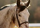 - Mare in Spotsylvania, VA - Mare in Spotsylvania, VA