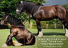 Gypsy Vanner - Horse for Sale in , KS 66610