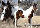 Missouri Fox Trotter - Horse for Sale in , MO 63028