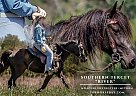 Missouri Fox Trotter - Horse for Sale in Salem, MO 65560