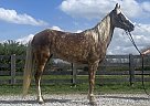 Tennessee Walking - Horse for Sale in BETHEL, OH 45106