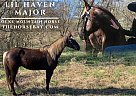 Rocky Mountain - Horse for Sale in St. Croix Falls, WI 50424 Rocky Mountain - Horse for Sale in St. Croix Falls, WI 50424