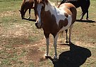 Scout - Mare in Paradise, TX Scout - Mare in Paradise, TX