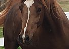 Lucky Colours - Stallion in Madison, ME Lucky Colours - Stallion in Madison, ME