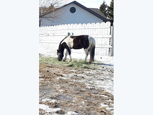 Stud Pony
