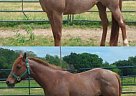 Quarter Horse - Horse for Sale in Kaufman, TX 75142