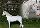 Walkaloosa - Horse for Sale in Merryville, LA 70653