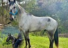 Walkaloosa - Horse for Sale in Lewisburg, TN 41143