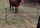 Mule - Horse for Sale in West Fork, AR 72774