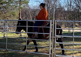 Mule