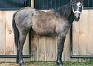 Quarter Horse - Horse for Sale in Rives Junction, MI 49277