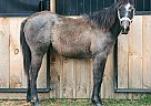 Quarter Horse - Horse for Sale in Rives Junction, MI 49277 Quarter Horse - Horse for Sale in Rives Junction, MI 49277