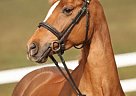 Cadence Pony Mare